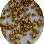 ростки пшеницы